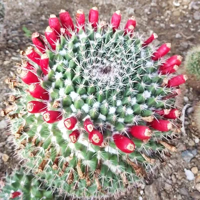 Маммиллярия побегоносная, жёлтые колючки (Mammillaria prolifera subsp.  Prolifera, маммилярия пролифера)