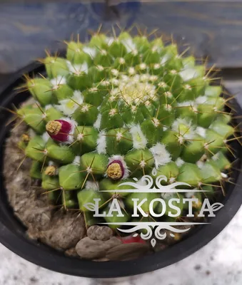 Mammillaria MAMMILLARIS (simplex) - SUCCULENT.KUPI