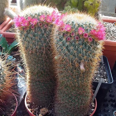 Маммиллярия Вильда (Mammillaria wildii)