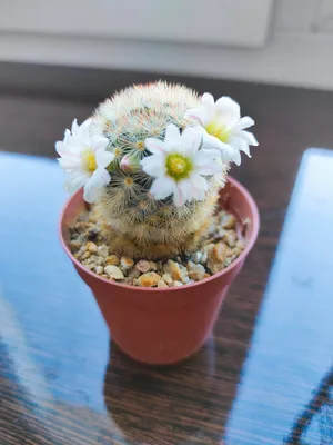 Суккулент Кактус Mammillaria magnifica семена 10 ШТ | AliExpress