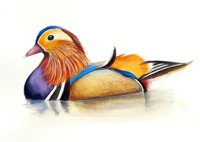 Утка -мандаринка ( Mandarin Duck). фотография Stock | Adobe Stock