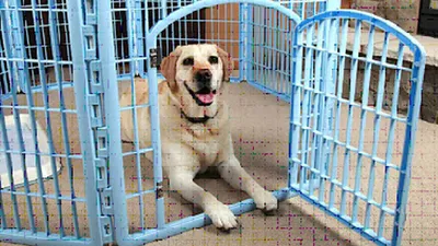 Уличный вольер для собак купить в Киеве и Украине - Woodom