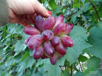 Маникюр фингер виноград фото фотографии