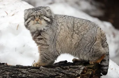 Манул - самый дикий, самый грустный и самый популярный кот в мире.  Новосибирский зоопарк - YouTube