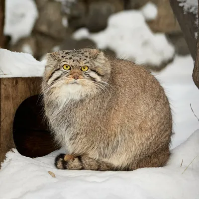 Сферический манул в Новосибирске: зоопарк показал реакцию кота на первый  снег - Новая Сибирь online