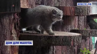 Манул - самый скрытный кот в мире! Интересные факты о манулах. | Время с  пользой | Дзен