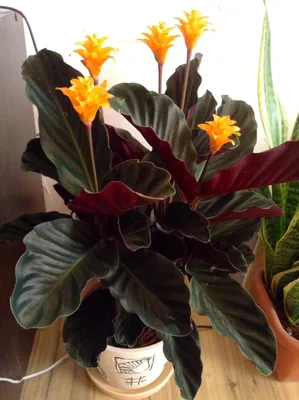 GRINOTEKA Комнатное живое растение Маранта триколор, цветок в горшке