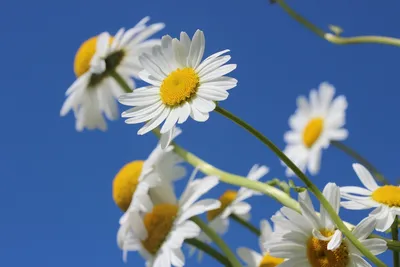 Маргаритки Цветок Весна - Бесплатное фото на Pixabay - Pixabay
