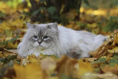 Уникальные изображения Маскарадных кошек для украшения дома