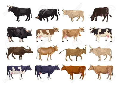 Разные породы коров - 65 фото