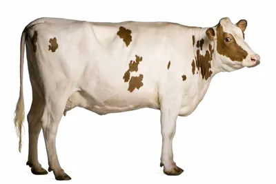 Красная степная порода коров: характеристика, описание, фото