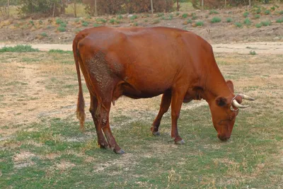 Красная горбатовская мясо-молочная порода коров
