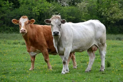 Эксперты «ВиЖ» составили топ-5 пород коров по объемам надоев молока |  Ветеринария и жизнь