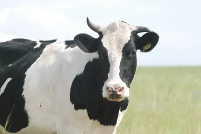 Мастит у коров меры по диагностике, профилактике и лечению - Ижсинтез  Химпром