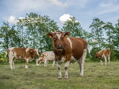 Анализы коровы как проводят исследования крови на мастит и другие  заболевания в КРС | Спаси Господи | Дзен