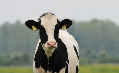 Секрет большого молока. Какие породы коров – самые популярные и  продуктивные? | Нариман Тасщонов | Дзен