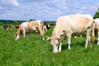 Сычевская мясо-молочная порода коров