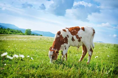 Чалые коровы: происхождение масти и характеристики КРС