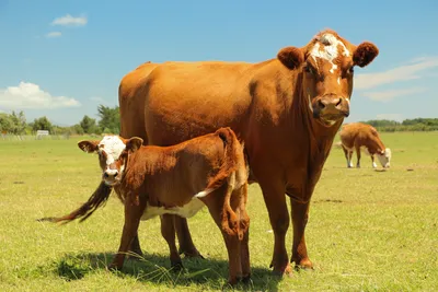 Голтшинская порода - BULL Селектсервис