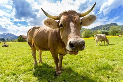 Подборка статей по маститам коров