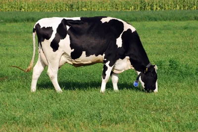 Мастит у коров: причины, симптомы, способы лечения АО \"Витасоль\"