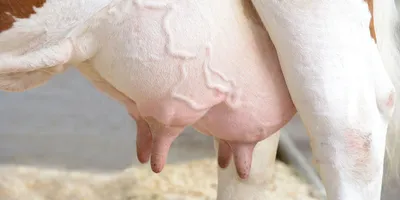 Маститы у коров: проблемы и лечение - Агробеларусь