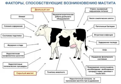 Разновидности и причины возникновения мастита вымени у коров - компания  ЮВМИЛК
