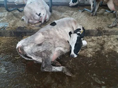 Айрширская порода коров — перспективный конкурент голштинцев