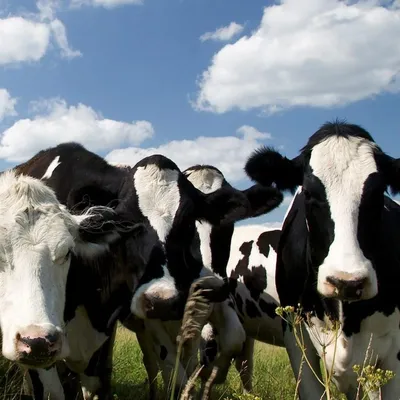 Айыл Банк» завез очередную партию высокопродуктивных коров из Чехии —  Tazabek