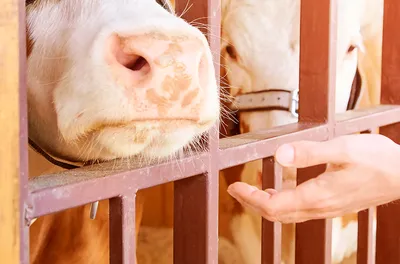 Мастит у коров — Промышленновская межрайонная ветеринарная лаборатория