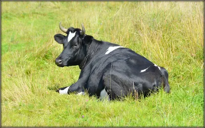 Сычевская порода коров — АгроXXI