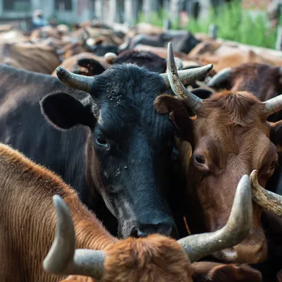 Чаще токсическим маститом болеют коровы в первый месяц после отела —  Валерий Лотоцкий