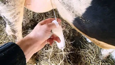 Мастит у коровы и его причины - Ижсинтез Химпром