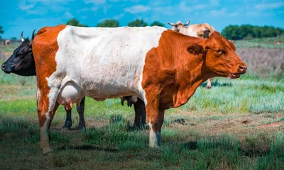 ТОП-10 самых необычных пород коров