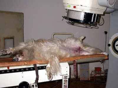 Эпителиотропная лимфома у собак и кошек