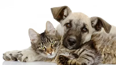 Подготовка кошек и собак к сдаче анализов крови, мочи и кала