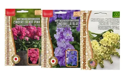 Маттиолы Семена цветов для дома и сада Маттиола карликовая махровая. Набор  3 пакетика - купить по выгодным ценам в интернет-магазине OZON (1069712837)