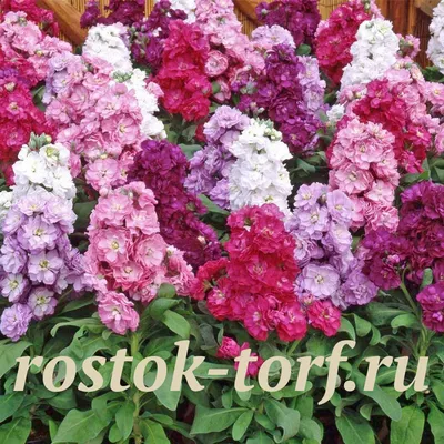 Каталог Маттиола (Matthiola Cut Flower) Katz Mix, 10 шт от интернет  магазина Росток-Торф - rostok-torf.ru