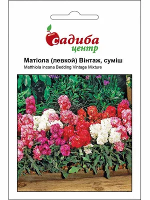 Купить семена Маттиола ГОРЯЧИЕ БУЛОЧКИ (Левкой) смесь (0,1 гр) в магазине  ГринПрофи Тольятти