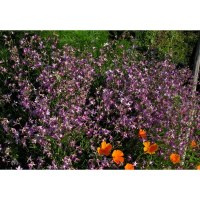 Маттиола цветы (53 фото) - 53 фото