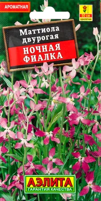 Семена Маттиола Ночная фиалка двурогая 0,3гр купить в интернет-магазине  Доминго