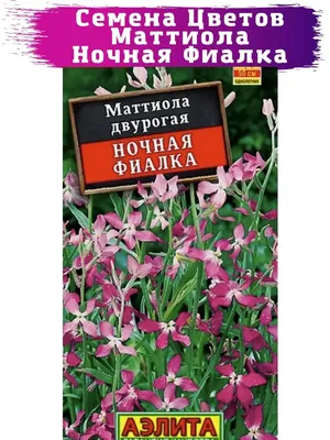 Маттиола (Ночная фиалка) 10 г купить в Киеве, Украине - интернет магазин  \"Gelious\"