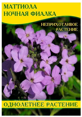 Ночная фиалка: какой цветок вы так называете? Для меня это маттиола |  уДачный проект | Дзен