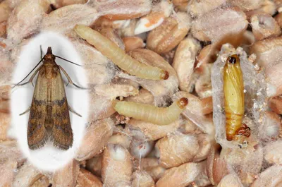 Весенние сюрпризы: домашняя моль и другие насекомые