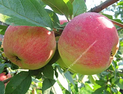 Яблоня 2х-сортовая - Медуница / Антоновка – купить саженцы яблони в  питомнике в Москве