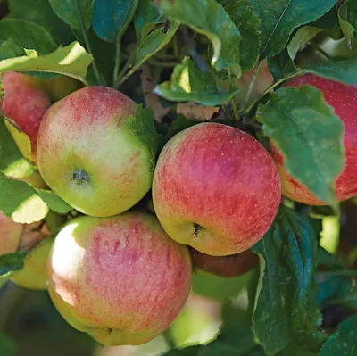 Саженцы многосортовой яблони: Двухсортовая яблоня Медуница + Штрифель