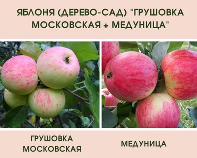Купить саженцы Яблоня Медуница — от НПО Сады Росcии
