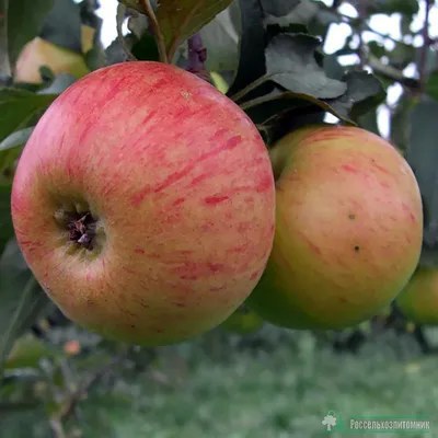 Яблоня Медуница: купить саженцы яблони Медуница в Твери | GreenTver