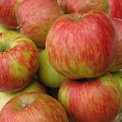 Яблоня Медуница зимняя купить саженцы яблони