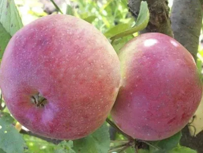 Яблоня штамбовая «Медуница»